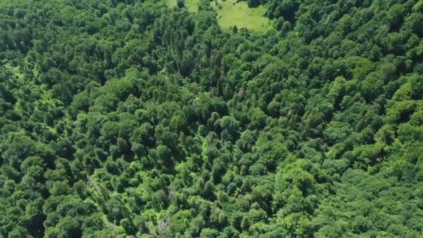 Vue aérienne du haut vers le bas d'une clairière forestière au milieu d'une forêt verte mixte un jour d'été. — Video