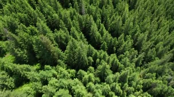 Aerial Drone Footage Treetops Coniferous Forest Middle Sunny Summer Day — Vídeo de Stock