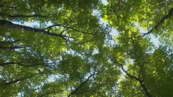 Κάτω Όψη Της Ταλάντευσης Κορυφές Δέντρων Ένα Φυλλοβόλο Πράσινο Δάσος — Αρχείο Βίντεο