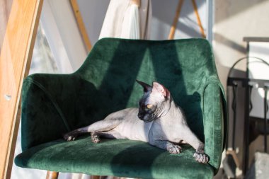 Kanadalı bir Sphynx sandalyede yatıyor.