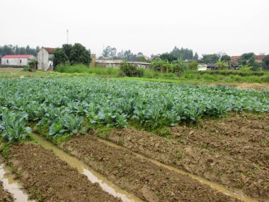 Kırsaldaki karnabahar tarlasının huzurlu manzarası