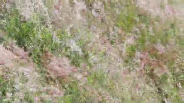 Nærbilde Det Grønnbrune Revehalegresset Som Svinger Luften – stockvideo