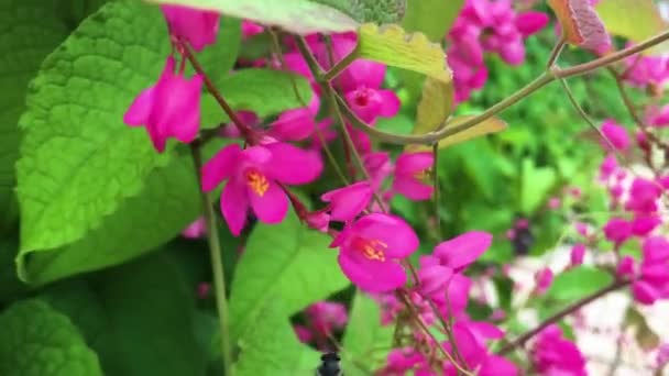 特写蜂蜜吸吮Tigon花 — 图库视频影像