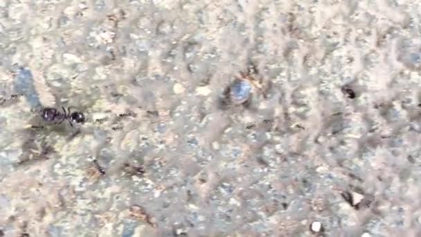 Große Schwarze Ameise Bewegt Sich Mit Ihrem Schwarm Auf Dem — Stockvideo