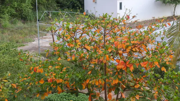 Terminalia Catappa Ağacı Sonbaharda Bahçede Yapraklarını Değiştiriyor — Stok fotoğraf