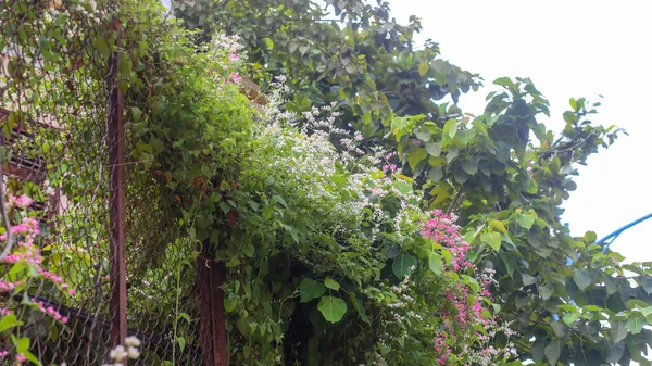 Růžové Bílé Tygří Květy Chodníku Nha Trang City — Stock fotografie