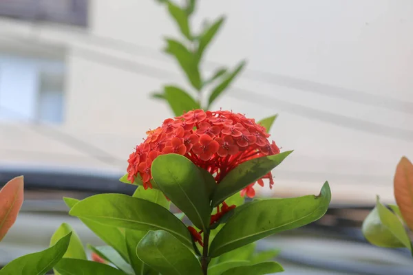 Czerwony Kwiat Ixora Kwitnący Małym Ogrodzie Latem — Zdjęcie stockowe