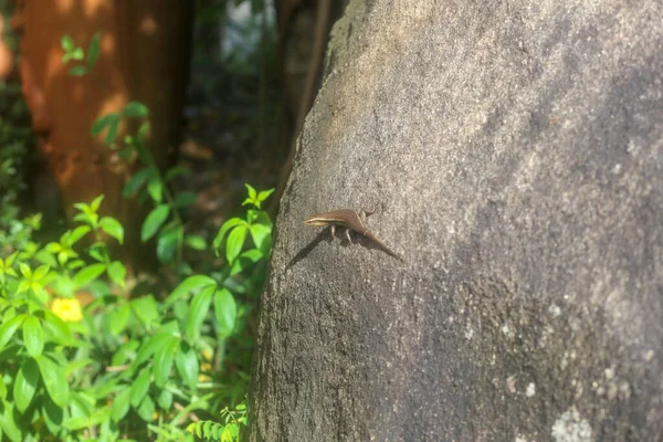 Closeup of a lizard on the rock in the garden