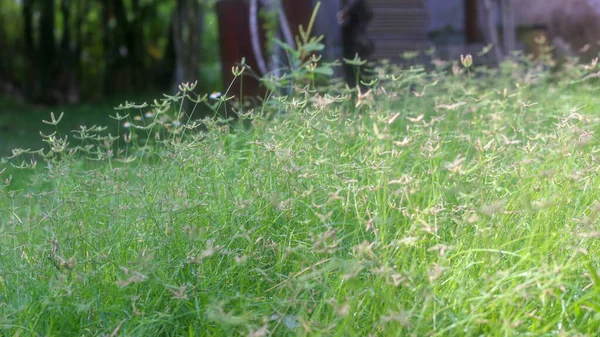 Greenfield Perennial Ryegrass Plants Sunny Day — Stockfoto