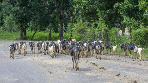 Herd Goats Walking Rural Road Vietnam — Zdjęcie stockowe