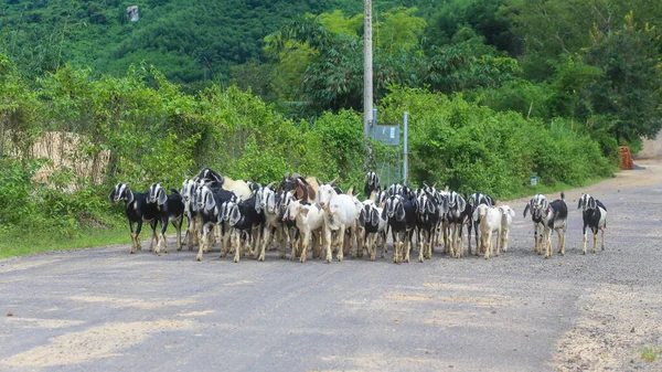 Herd Goats Walking Rural Road Vietnam — Zdjęcie stockowe