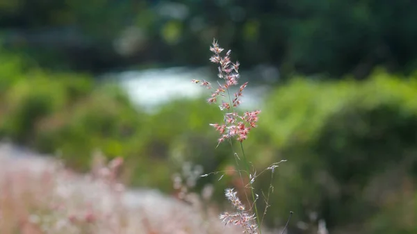 Closeup of the green-brown foxtail grass swaying in the air near pavement