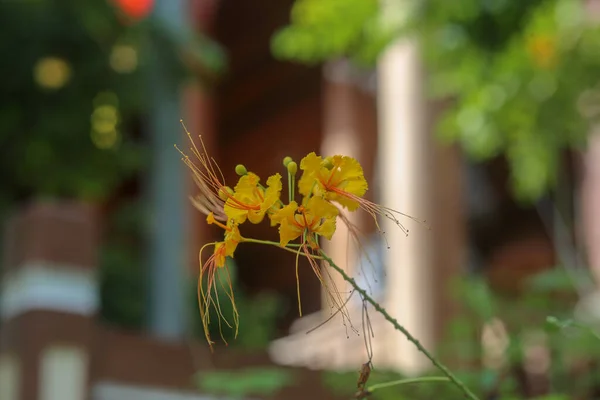 花名ドワーフ ポワナナやバルバドス プライド セサルピニア プルカリマやタイの孔雀の尾の花の美しいグループタイ名 — ストック写真