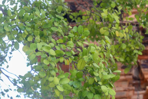 Closeup Celtis Philippense Var Wightii Leaf Garden — Φωτογραφία Αρχείου