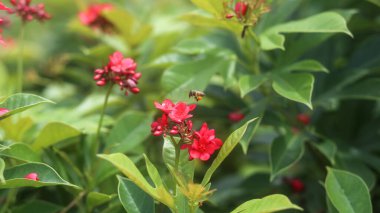 Kırmızı tropikal yosunların üzerindeki bal arısına yakın çekim