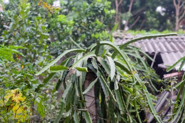 Bahçedeki ejderha ağacı.