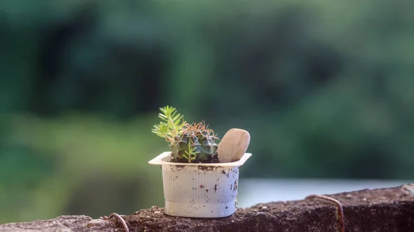 花园里的小仙人掌 — 图库照片