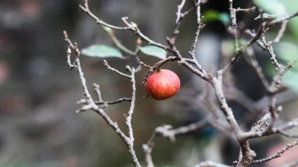 Bahçedeki incir ağacının bonsai 'sine yakın çekim
