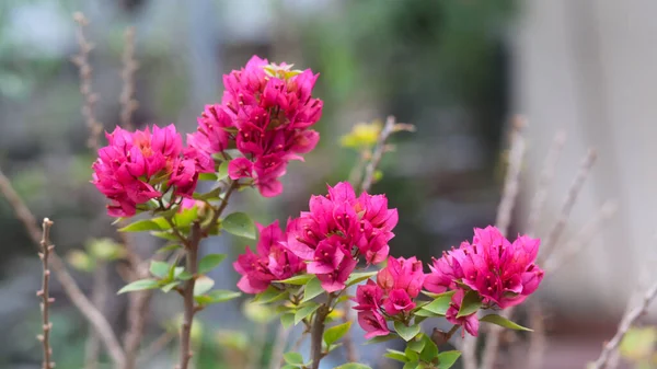 Närbild Rosa Färg Bougainvillea Spectabilis Keramisk Kruka — Stockfoto