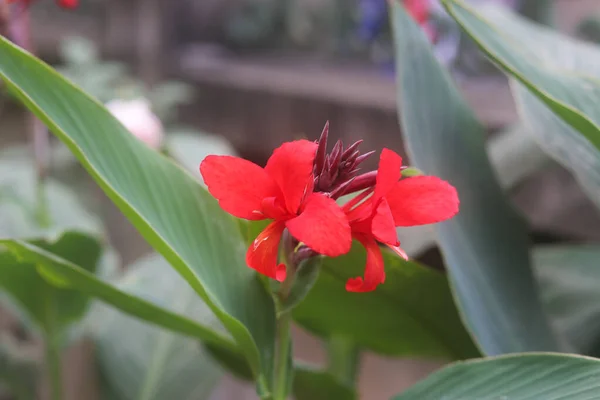 カンナまたはカンナユリ科カンナ属の開花植物 — ストック写真