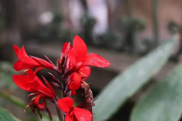 カンナまたはカンナユリ科カンナ属の開花植物 — ストック写真