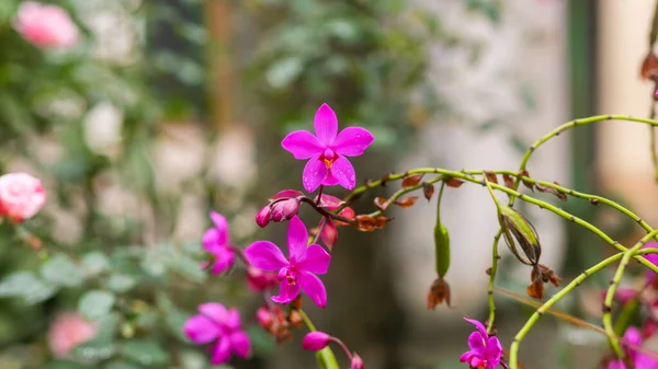Purple Flower Ground Orchid Spathoglottis Plicata Garden — Stock Photo, Image