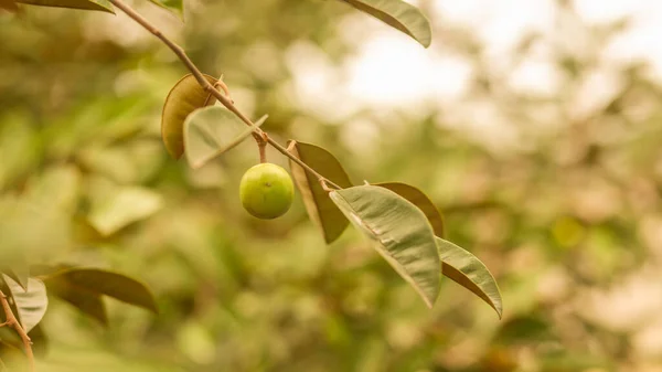 Een Kleine Groene Ster Appel Tuin Herfst — Stockfoto
