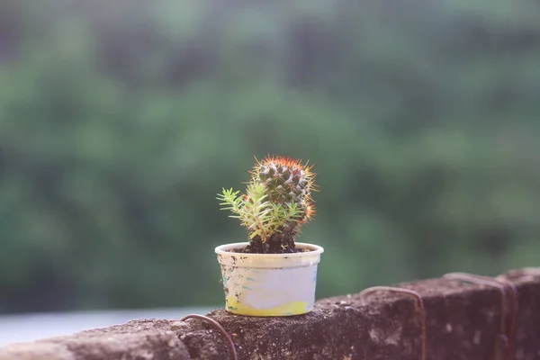 花园里的小仙人掌 — 图库照片