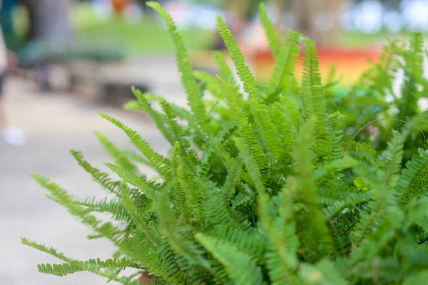 蕨类叶子质感紧贴绿色自然背景 — 图库照片