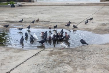 Güvercinler tüylerini parktaki su birikintisine dökerler.
