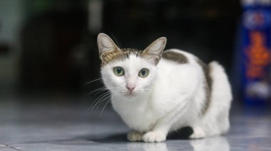 Şirin beyaz ve siyah kediye yaklaş