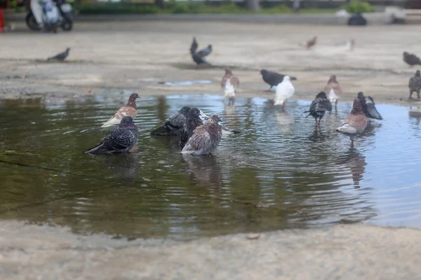 Περιστέρια Ρίχνουν Φτερά Τους Μια Λακκούβα Στο Πάρκο — Φωτογραφία Αρχείου