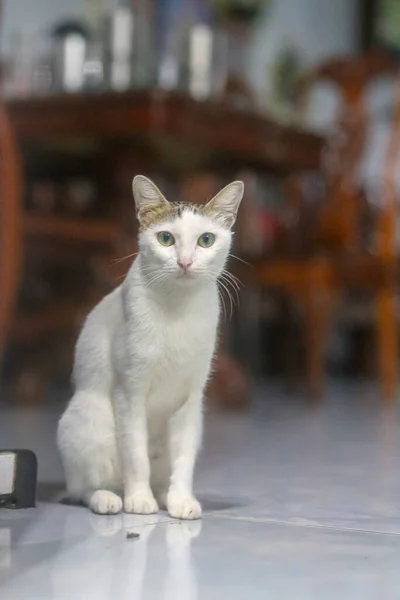 Close Cute White Black Cat — 스톡 사진