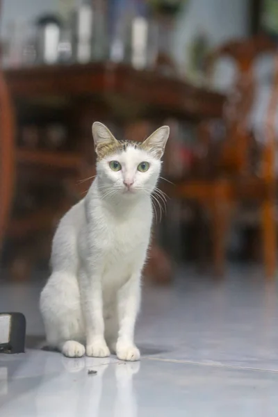 Close Van Schattig Wit Zwart Kat — Stockfoto