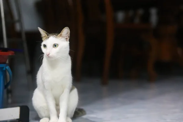 Close Cute White Black Cat — 스톡 사진