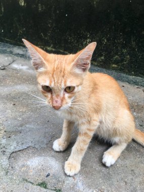 Şirin sarı evcil kediciğe yaklaş.