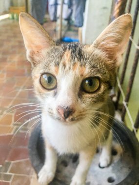 Sevimli sarı ve siyah evcil kediye yaklaş