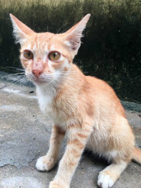 Şirin sarı evcil kediciğe yaklaş.