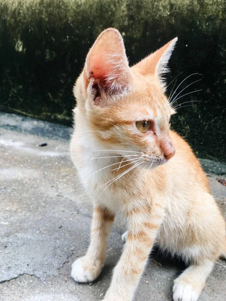 Close Cute Yellow Domestic Kitty — 스톡 사진