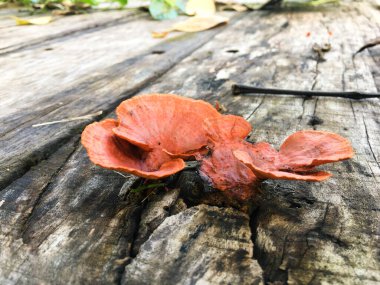 Turuncu mantarlar yağmurdan sonra ahşap bir tahtanın üzerinde yetişir.