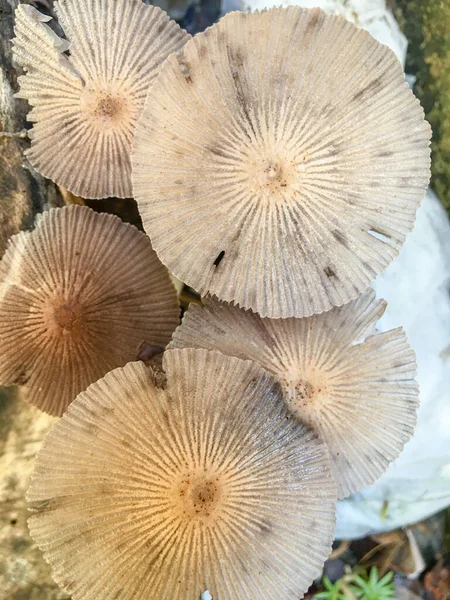 Cogumelos Castanhos Crescem Uma Tábua Madeira Após Chuva — Fotografia de Stock