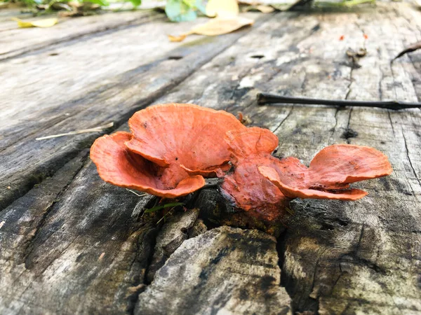 Turuncu mantarlar yağmurdan sonra ahşap bir tahtanın üzerinde yetişir.
