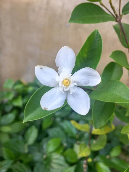 Білі Квіти Жасмину Зеленому Парку — стокове фото