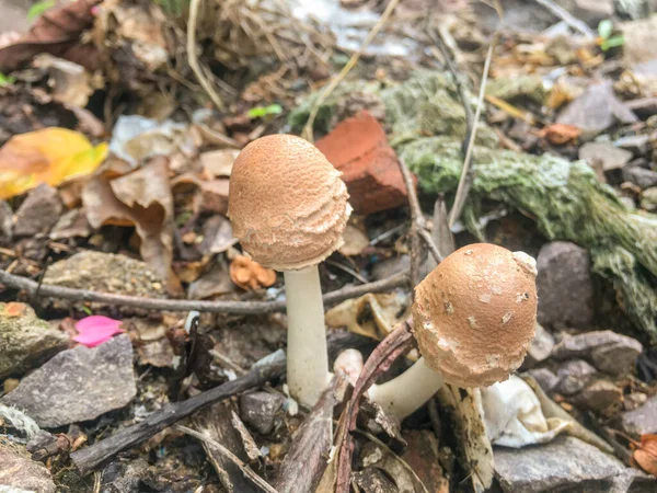 Funghi Marroni Crescono Una Tavola Legno Dopo Pioggia — Foto Stock