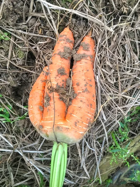Closeup Mutant Carrot — Stock Photo, Image