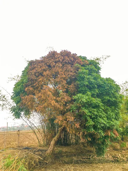 Longman Ağacı Bahçede Ölüyor — Stok fotoğraf