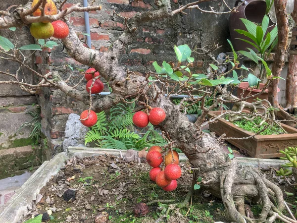 Красный Основной Инжир Бонсай — стоковое фото