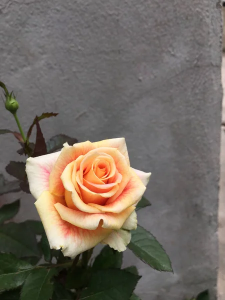 Rose Gialle Fioriscono Nel Giardino — Foto Stock