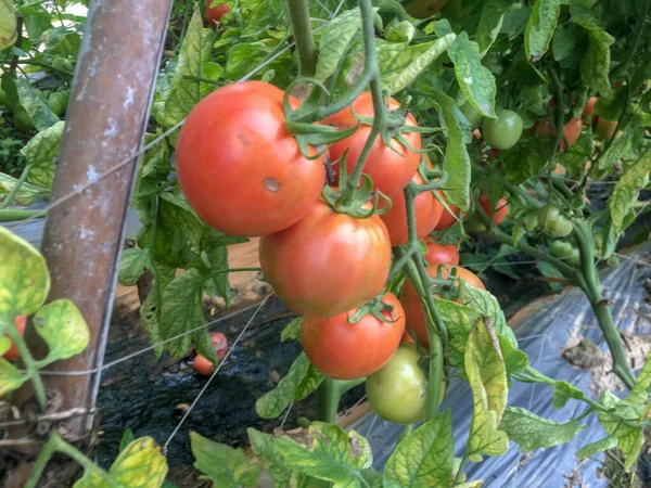 ripe red tomatoes on the tree