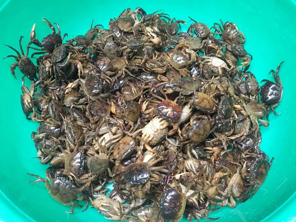 Yengeçler pazardaki tarlada yaşar.